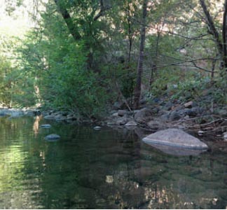 Lush riparian area at Wet Beaver Creek