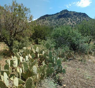 lowlands of Beaver Creek (desert cacti to woodlands)